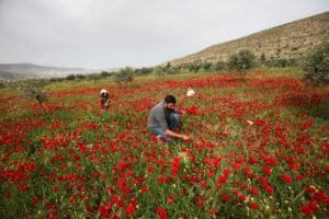 FWNNK1 Nablus, West Bank, Palestinian Territory. 5th Apr, 2016. A Palestinian man harvests red carpets of Anemone Coronaria flowers, in the West Bank city of Nablus, on April 6, 2016 © Nedal Eshtayah/APA Images/ZUMA Wire/Alamy Live News