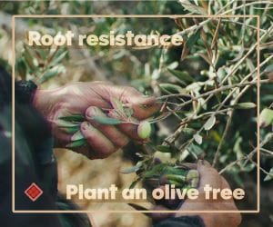 Root resistance - plant an olive tree