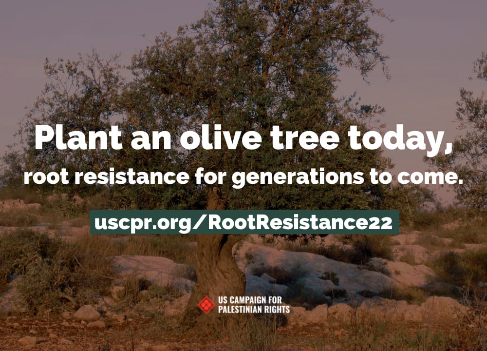 Photo of an olive tree with text reading: Plant an olive tree today, root resistance for generations to come. uscpr.org/RootResistance22